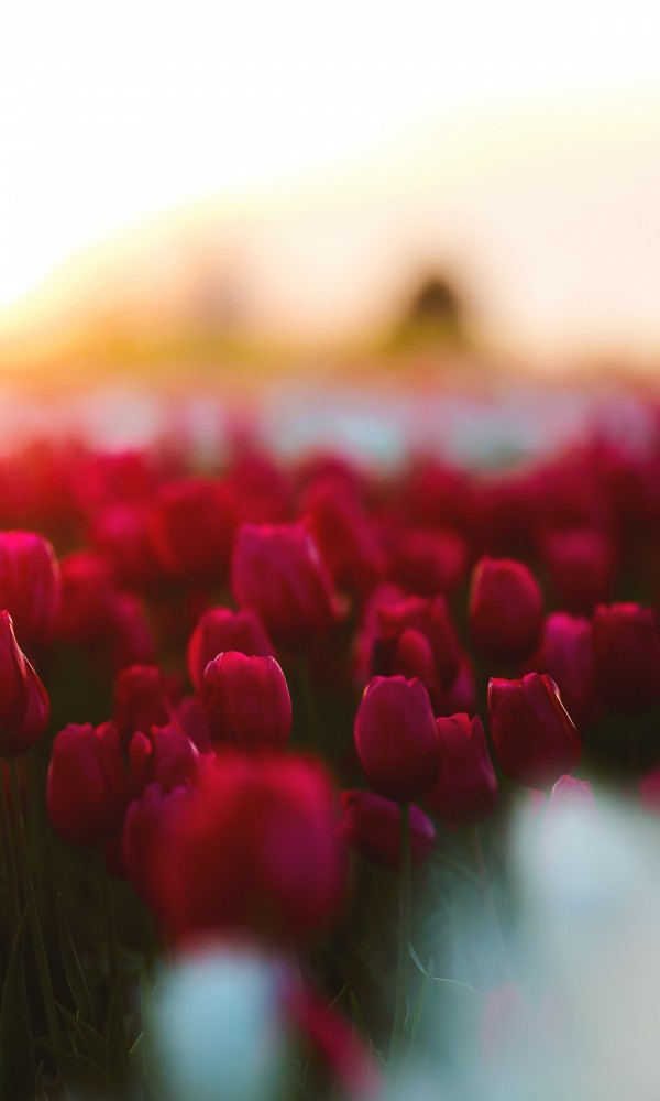 Johannesbad Hotels Bad Füssing Osterfreude Pur Tulpen