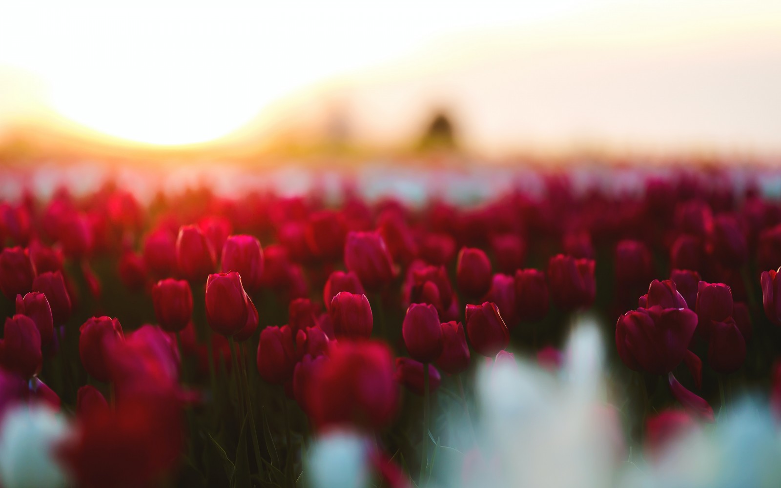 Johannesbad Hotels Bad Füssing Osterfreude Pur Tulpen