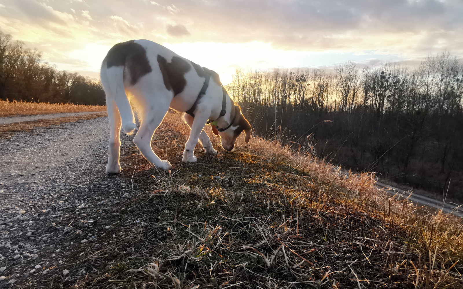 Johannesbad Hotels Urlaub mit Hund